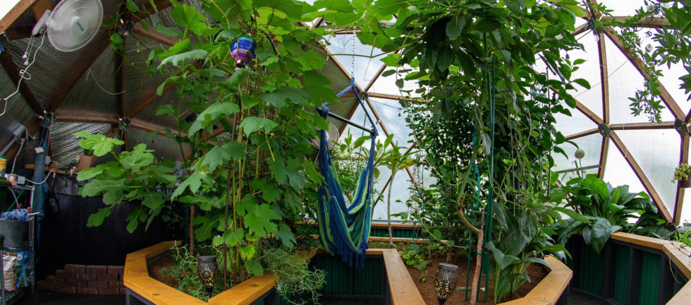 Interior view of a lush tropical greenhouse with indoor plants and climbing vines surrounded by wooden planters and a hanging hammock chair