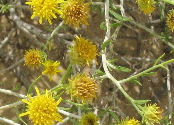 Al Arfaj flower Kuwait national flower in desert